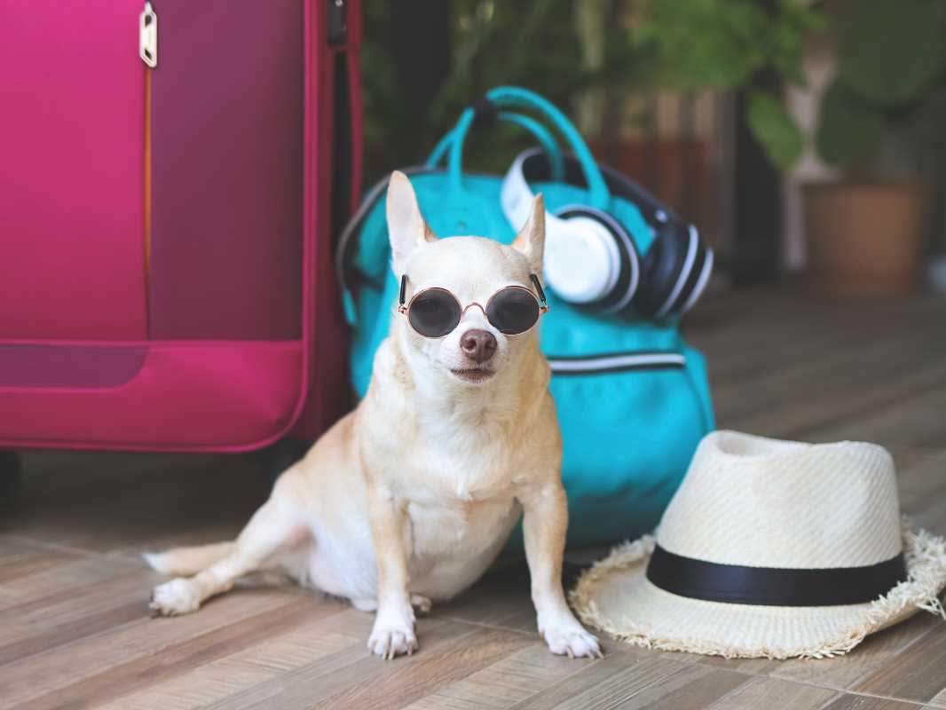 How to Travel Comfortably with Your Furry Friend