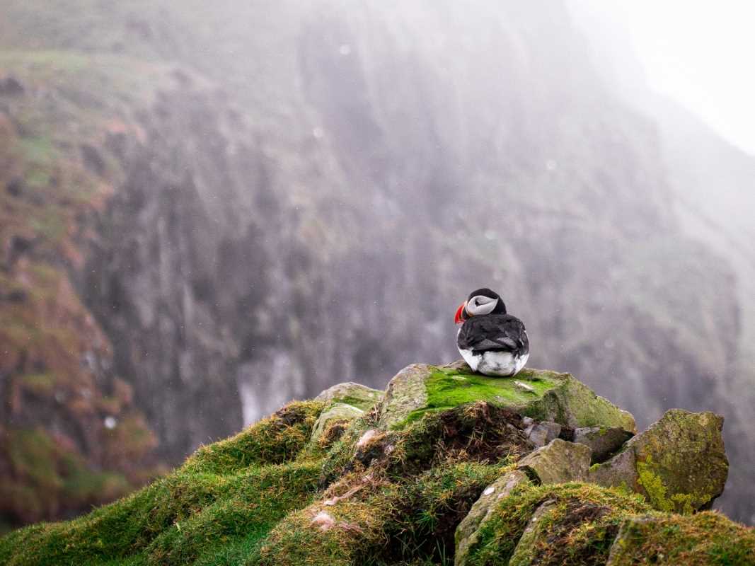 Puffins, Fjords, and Nordic Serenity in the Faroe Islands 